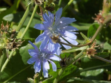 Centaurea, Saster familyasından bir bitki cinsidir.