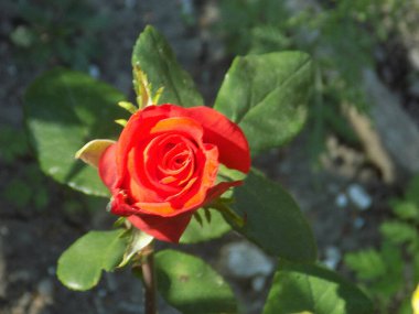  Kırmızı gül (Latin Rosa L.)