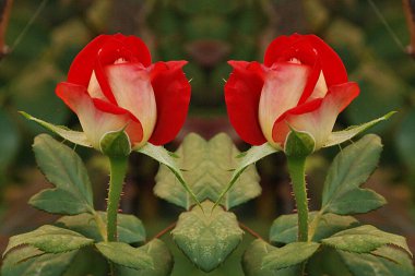  Kırmızı gül (Latin Rosa L.)