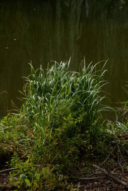 Genel kamış, güney kamış (Phragmites australis; Phragmites communis, Yunanca 