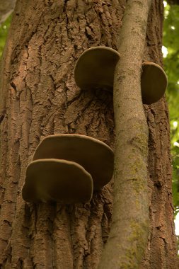 Tile pleurotus (Pleurotus ostreatus), Pleurotus familyasından bir mantar türüdür.).