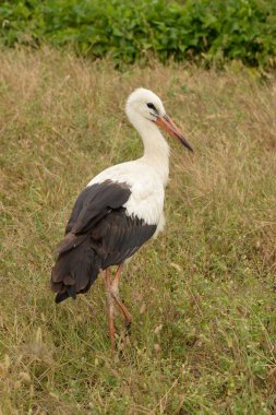 Beyaz leylek (Ciconia ciconia)