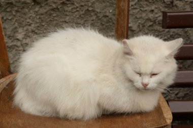 Kedi kedisi (Latince Felis Silvestris catus), kedigiller (Felis) familyasından bir kedi türü.)