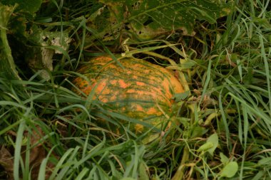 Yaygın bir balkabağı (lat. Cucurbita pepo, balkabağı familyasından bir bitki türü.)