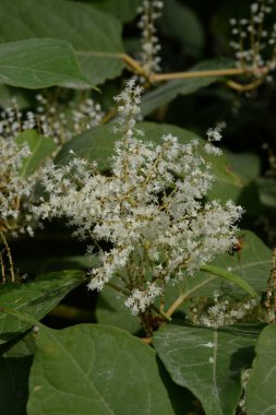 Uzak Doğu Japon karabuğday (Reynoutria japonica)