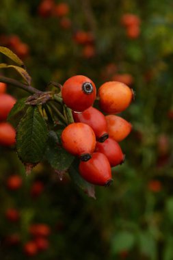  Olgun kalça dalları