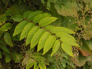 Sirke sumac, kısa saçlı sumak, kıllı sumak, sirke ağacı. Eski karışık sonbahar ormanı. Eski karışık sonbahar ormanı.