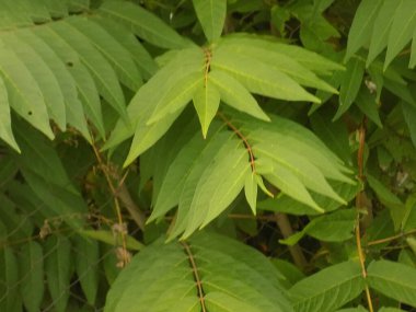Sirke sumac, kısa saçlı sumak, kıllı sumak, sirke ağacı. Eski karışık sonbahar ormanı. Eski karışık sonbahar ormanı.