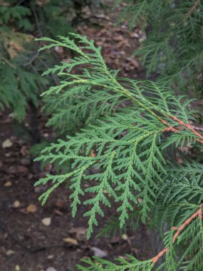  Thuja is a genus of evergreen coniferous trees and shrubs of the cypress family  