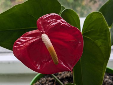 Anthurium (Anthrium), Araceae familyasından bir bitki cinsidir..
