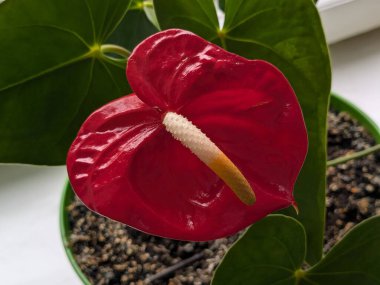 Anthurium (Anthrium), Araceae familyasından bir bitki cinsidir..