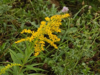 Golden Cowl Canadian (Latin Solidgo canadnsis), bloom, family astropeus, flowers, general view, genus goldenrod, green, leaves, or composite, taç yaprakları, plant, weed, wild, yellow