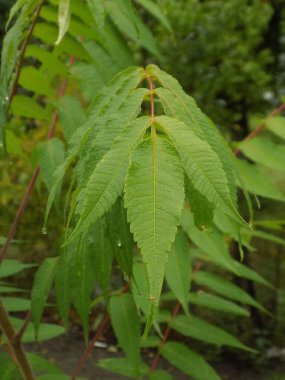 Sirke sumac, kısa saçlı sumak, kıllı sumak, sirke ağacı. Eski karışık sonbahar ormanı. Eski karışık sonbahar ormanı.          