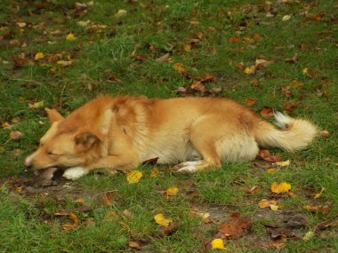Köpek ya da evcil köpek (Canis lupus familiaris))