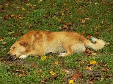 Köpek ya da evcil köpek (Canis lupus familiaris))