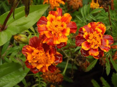 Castle Hill 'in genel manzarası        