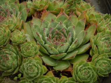 Sempervivum, Crassulaceae familyasından bir bitki cinsidir..