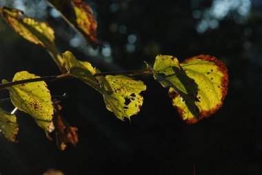 Linden (Tilia), Mallow familyasından bir ağaç cinsidir.