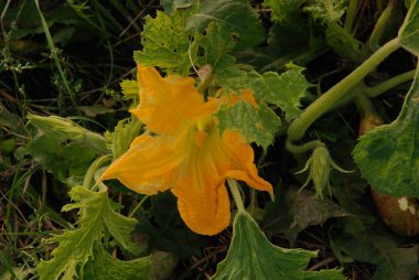Yaygın bir balkabağı (lat. Cucurbita pepo, balkabağı familyasından bir bitki türü.)