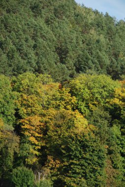 Eski karışık sonbahar ormanı. Eski karışık sonbahar ormanı. Birch (Btula), huş ağacından (Betulaceae) yaprak döken ağaçların ve çalıların bir cinsidir.)