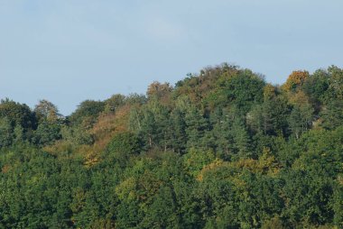 Eski karışık sonbahar ormanı. Eski karışık sonbahar ormanı. Birch (Btula), huş ağacından (Betulaceae) yaprak döken ağaçların ve çalıların bir cinsidir.)