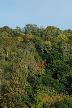 Eski karışık sonbahar ormanı. Eski karışık sonbahar ormanı. Birch (Btula), huş ağacından (Betulaceae) yaprak döken ağaçların ve çalıların bir cinsidir.)