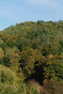 Eski karışık sonbahar ormanı. Eski karışık sonbahar ormanı. Birch (Btula), huş ağacından (Betulaceae) yaprak döken ağaçların ve çalıların bir cinsidir.)