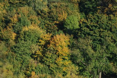 Eski karışık sonbahar ormanı. Eski karışık sonbahar ormanı. Birch (Btula), huş ağacından (Betulaceae) yaprak döken ağaçların ve çalıların bir cinsidir.)