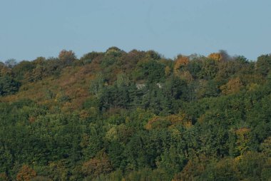 Eski karışık sonbahar ormanı. Eski karışık sonbahar ormanı. Birch (Btula), huş ağacından (Betulaceae) yaprak döken ağaçların ve çalıların bir cinsidir.)