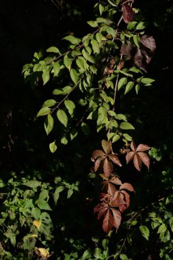 Vahşi üzüm, bakire üzüm (Parthenocissus)