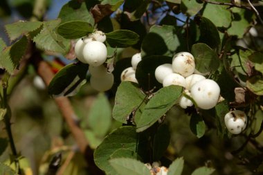 Flueggea (Latince: Flueggea), Phyllanthaceae familyasından bir bitki cinsidir..