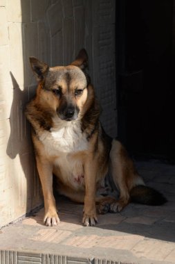 Köpek ya da evcil köpek (Canis lupus familiaris))