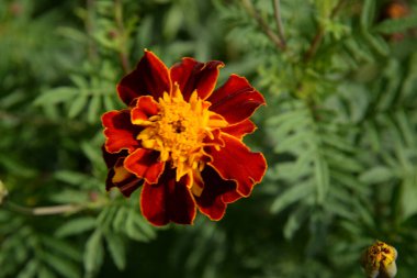 Castle Hill 'in genel manzarası 