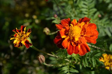 Castle Hill 'in genel manzarası 