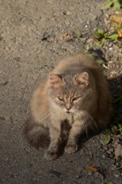 Kedi kedisi (Latince Felis Silvestris catus), kedigiller (Felis) familyasından bir kedi türü.)