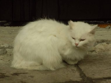 Kedi kedisi (Latince Felis Silvestris catus), kedigiller (Felis) familyasından bir kedi türü.)