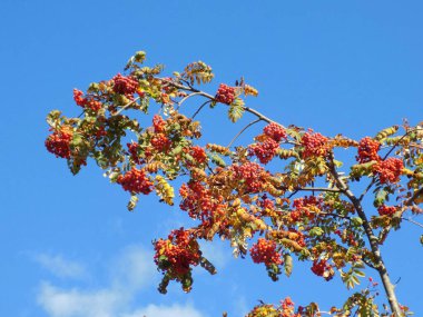 Castle Hill 'in genel manzarası