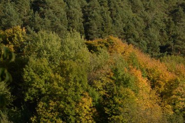 Eski karışık sonbahar ormanı. Eski karışık sonbahar ormanı. Birch (Btula), huş ağacından (Betulaceae) yaprak döken ağaçların ve çalıların bir cinsidir.) 