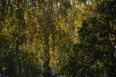 Eski karışık sonbahar ormanı. Eski karışık sonbahar ormanı. Birch (Btula), huş ağacından (Betulaceae) yaprak döken ağaçların ve çalıların bir cinsidir.)