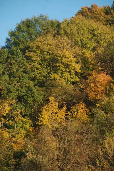 Eski karışık sonbahar ormanı. Eski karışık sonbahar ormanı. Birch (Btula), huş ağacından (Betulaceae) yaprak döken ağaçların ve çalıların bir cinsidir.)