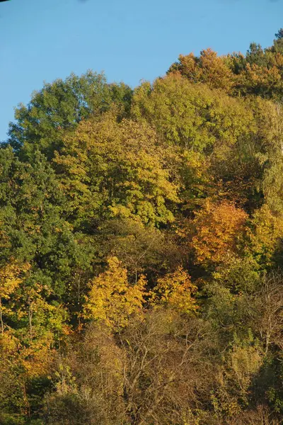 Eski karışık sonbahar ormanı. Eski karışık sonbahar ormanı. Birch (Btula), huş ağacından (Betulaceae) yaprak döken ağaçların ve çalıların bir cinsidir.)