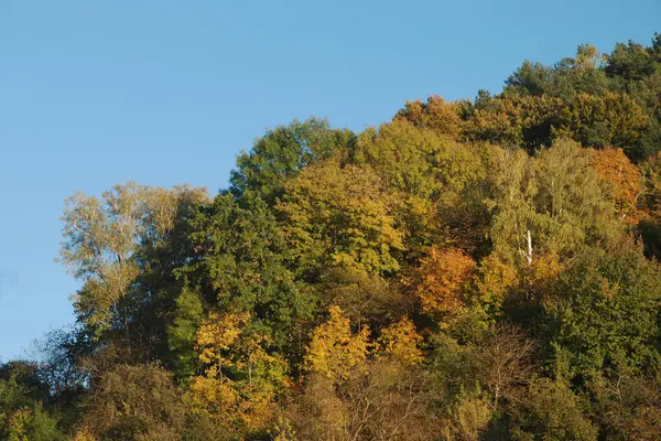 Eski karışık sonbahar ormanı. Eski karışık sonbahar ormanı. Birch (Btula), huş ağacından (Betulaceae) yaprak döken ağaçların ve çalıların bir cinsidir.)