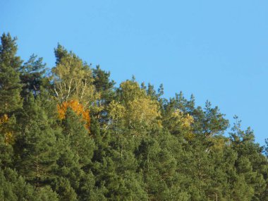 Eski karışık sonbahar ormanı. Eski karışık sonbahar ormanı. Birch (Btula), huş ağacından (Betulaceae) yaprak döken ağaçların ve çalıların bir cinsidir.)