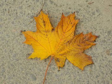 Sarı akçaağaç yaprağı. Eski sonbahar parkı  