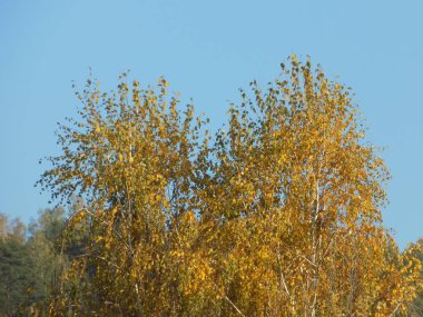Eski karışık sonbahar ormanı. Eski karışık sonbahar ormanı. Birch (Btula), huş ağacından (Betulaceae) yaprak döken ağaçların ve çalıların bir cinsidir.)           