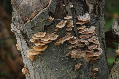 Trametes versicolor, or turkey tail fungus (lat. Trametes versicolor) clipart