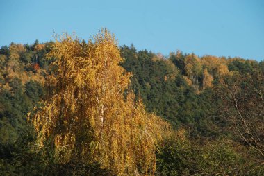 Eski karışık sonbahar ormanı. Eski karışık sonbahar ormanı. Birch (Btula), huş ağacından (Betulaceae) yaprak döken ağaçların ve çalıların bir cinsidir.) 