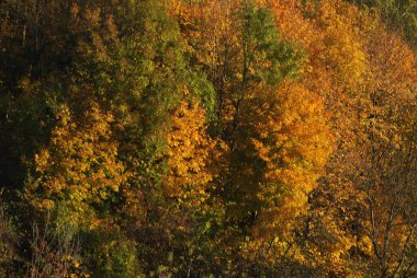 Eski karışık sonbahar ormanı. Eski karışık sonbahar ormanı. Birch (Btula), huş ağacından (Betulaceae) yaprak döken ağaçların ve çalıların bir cinsidir.) 