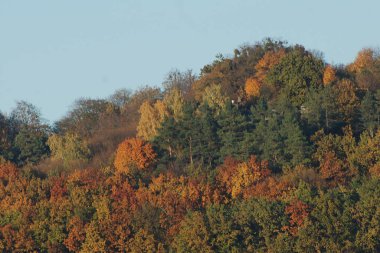 Eski karışık sonbahar ormanı. Eski karışık sonbahar ormanı. Birch (Btula), huş ağacından (Betulaceae) yaprak döken ağaçların ve çalıların bir cinsidir.) 