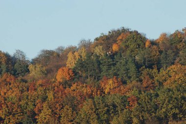 Eski karışık sonbahar ormanı. Eski karışık sonbahar ormanı. Birch (Btula), huş ağacından (Betulaceae) yaprak döken ağaçların ve çalıların bir cinsidir.) 